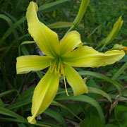 Heavenly Banana Boat Daylily